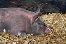 Pig Resting Royalty Free Stock Photo Pig Resting Royalty Free Stock Photo