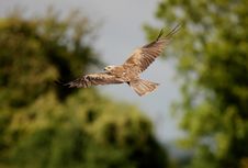 Black Kite Stock Image Black Kite Stock Image