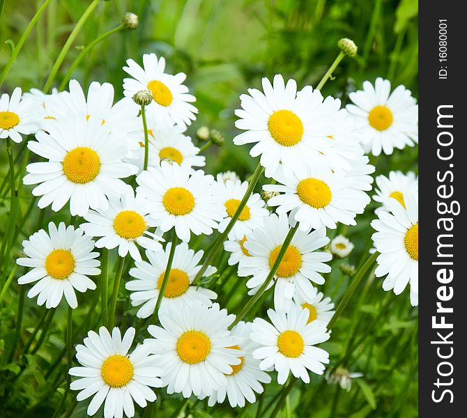 Picture of a Camomile field