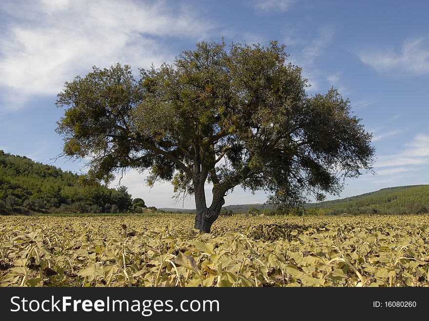 A Tree In The Sunflower Field Close View
