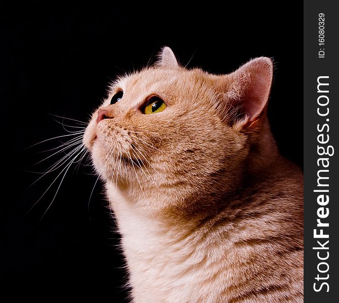 The pensive cat on black background