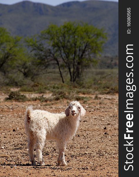 Angora kid with mountains in the background
