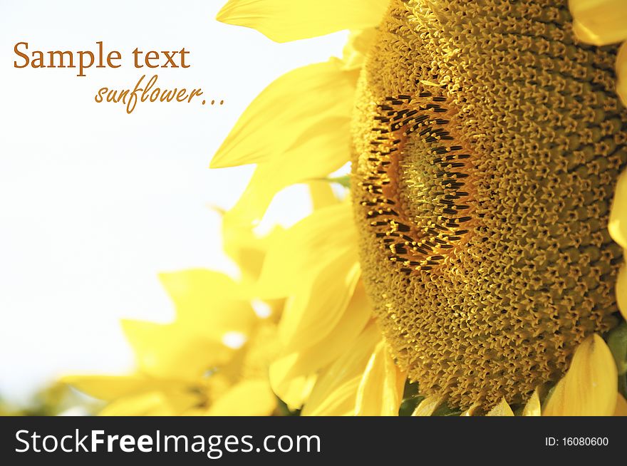 A beautiful yellow sunflower on a sky background.