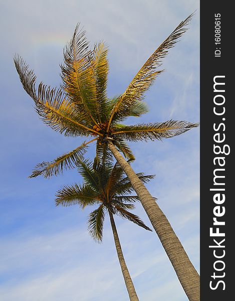 Coconut palm trees