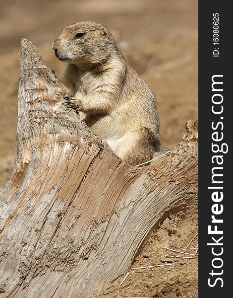 Prairie dog captured while leaning on a wood stump.