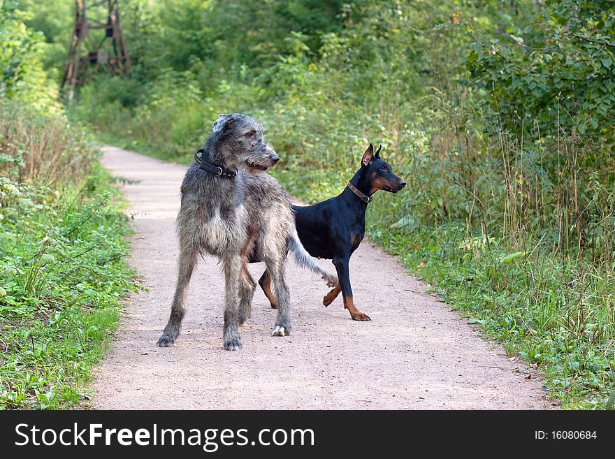 An irirsh woulfhound and a dobermann in a summer park. An irirsh woulfhound and a dobermann in a summer park