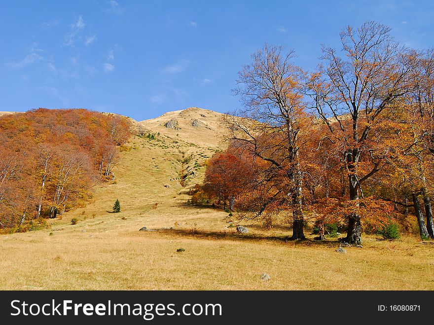 Autumn landscape in an old-growth forest near alpine pasture.