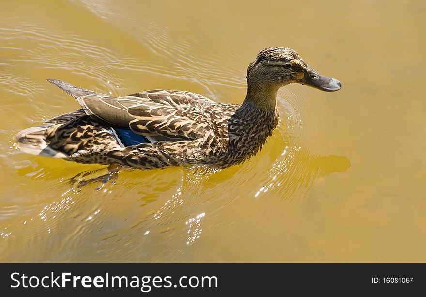 One duck swim on lake