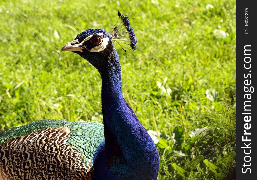 A peafowl walk in the glass