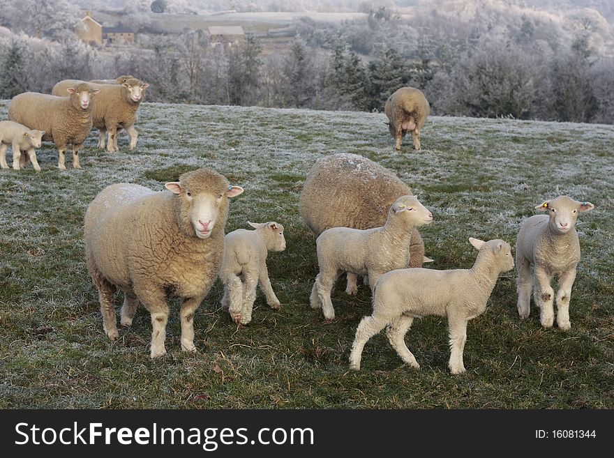 Sheep grazing frosty winter countryside. Sheep grazing frosty winter countryside