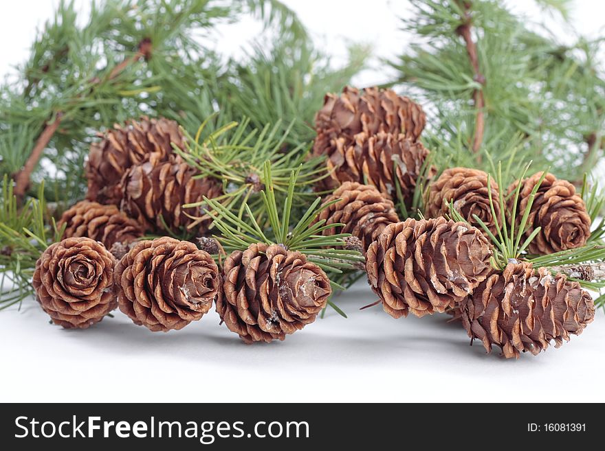 Tree branches with pinecones in autumn over white. Tree branches with pinecones in autumn over white