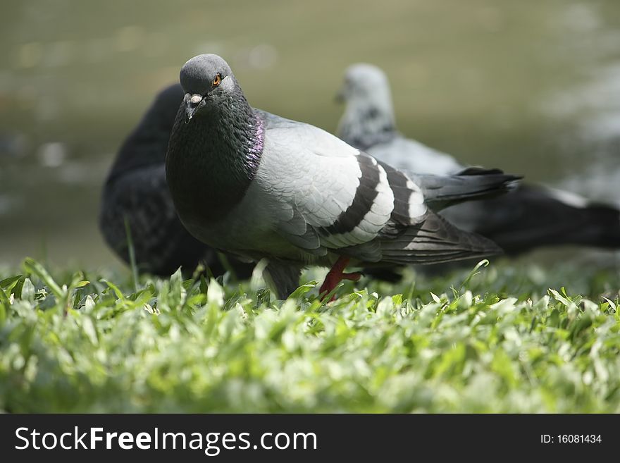 Pigeon in Lumpini park, Bangkok, Thailand.