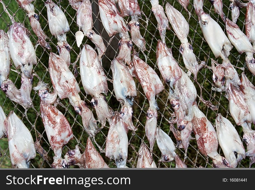 Drying squid on the net in daylight