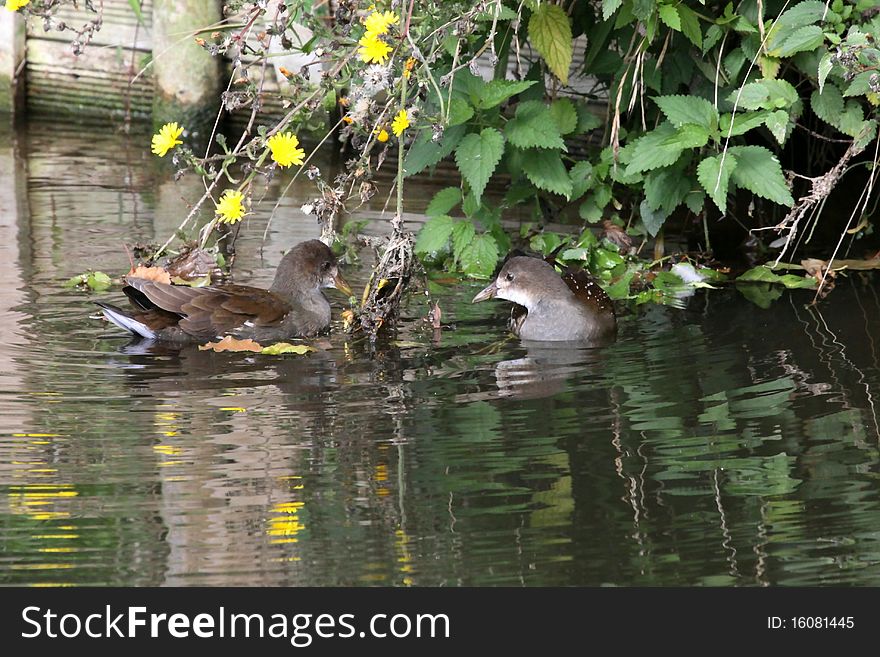 Moorhen on the banks of the yerres