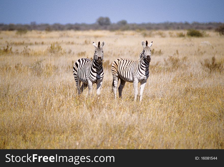 A couple of zebras in the savannah
