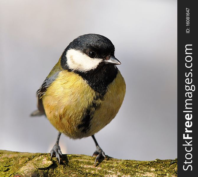 Great tit