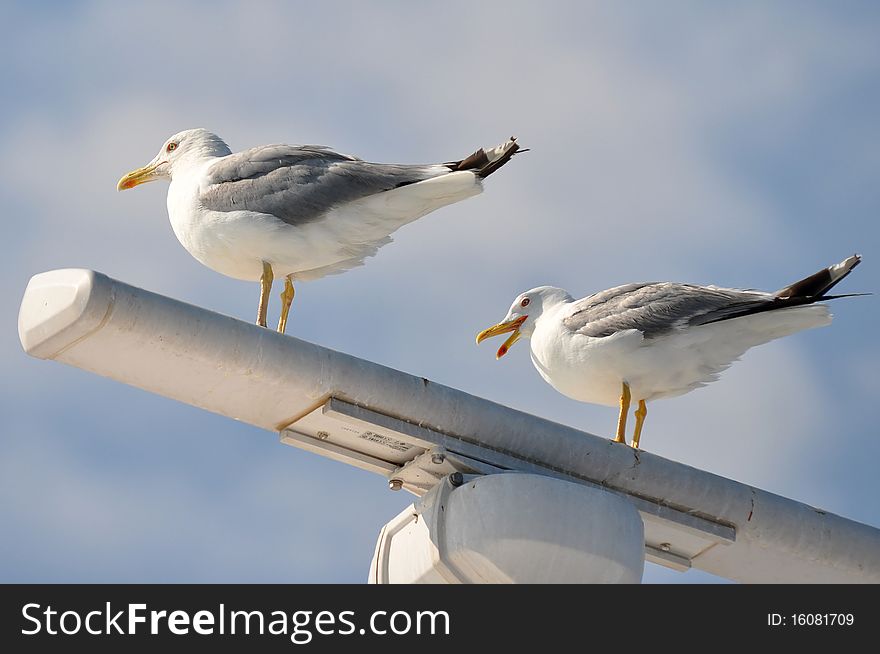 Radar With Seagulls