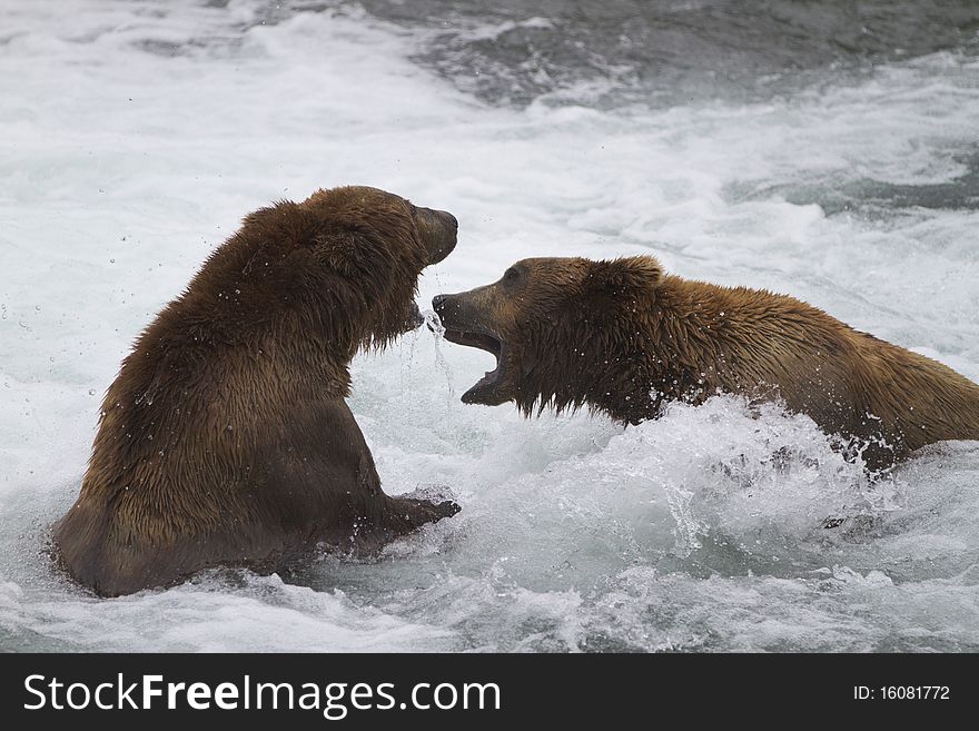 Two male grizzly bears have a disagreement over who owns this particular salmon fishing spot. Brooks river, Katmai National Park, Alaska. Two male grizzly bears have a disagreement over who owns this particular salmon fishing spot. Brooks river, Katmai National Park, Alaska.