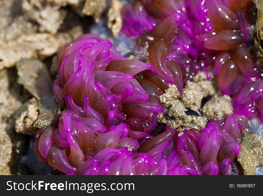 Purple coral on the beach