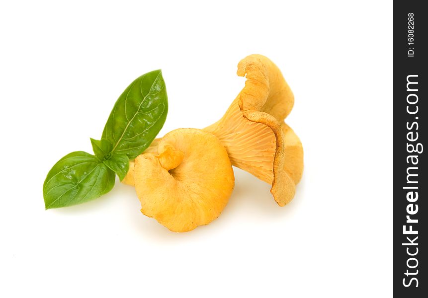 Chanterelles with basil on white background