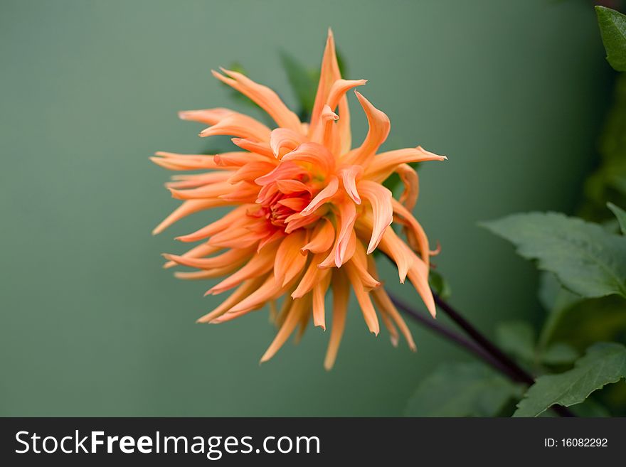 Orange dahlia on the green background