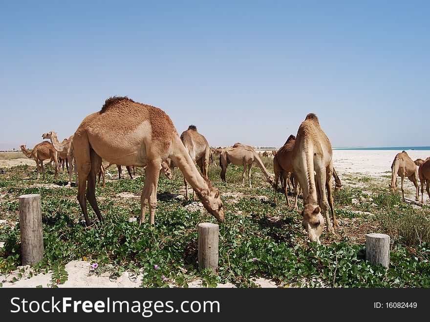 Camels on the beach in oman