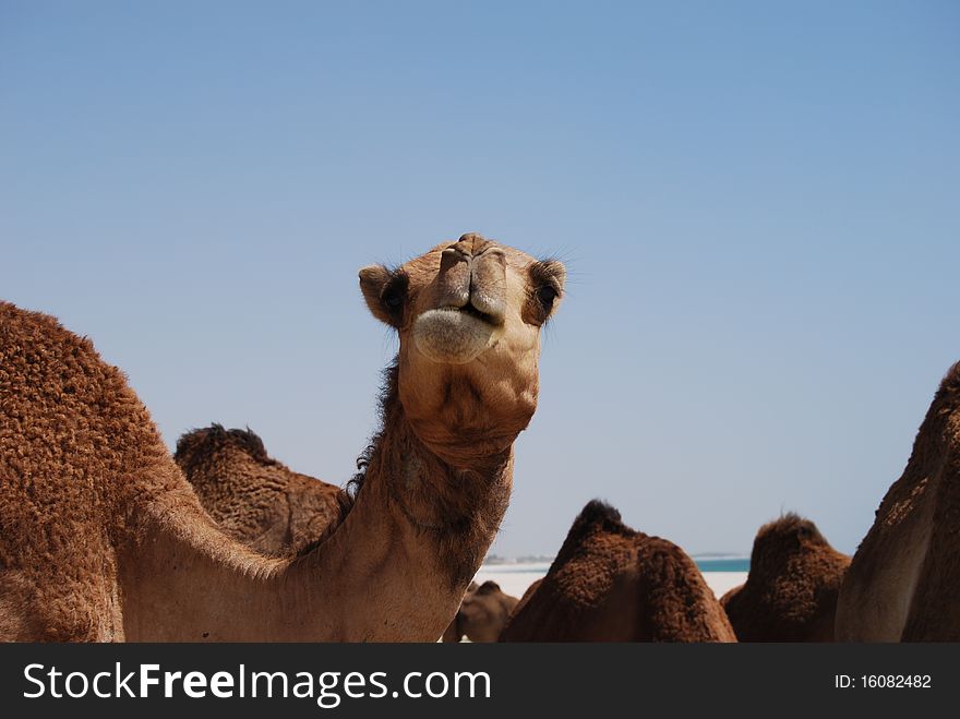 Funny looking camel on the beach in oman