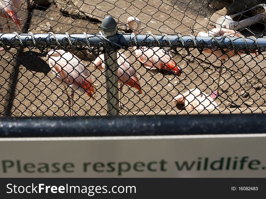 Flamingos in cage: life sentence. Flamingos in cage: life sentence.