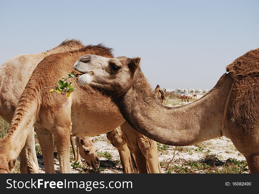 Camel eating on the beach in oman