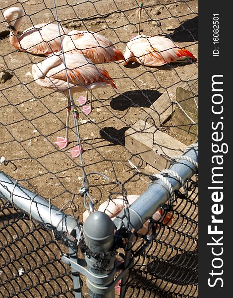 Flamingos behind bars: Animal Cruelty in a zoo. Flamingos behind bars: Animal Cruelty in a zoo.