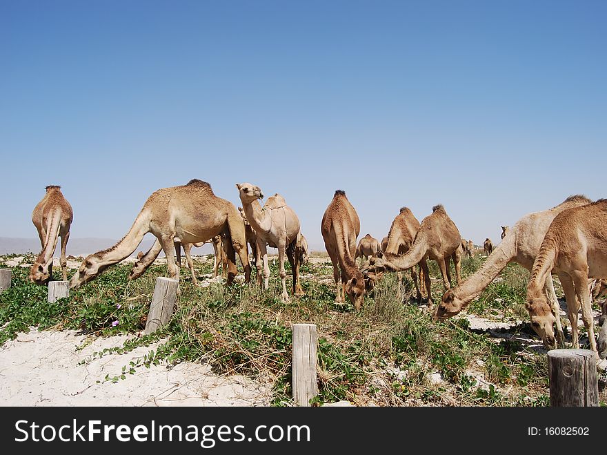 Camels on the beach in oman