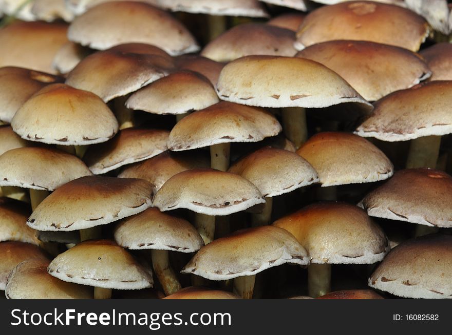 Dozens mushrooms on a tree