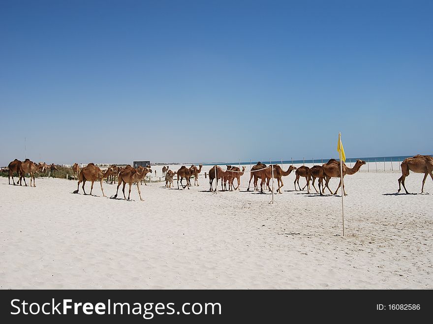 Camels Walking On The Beach