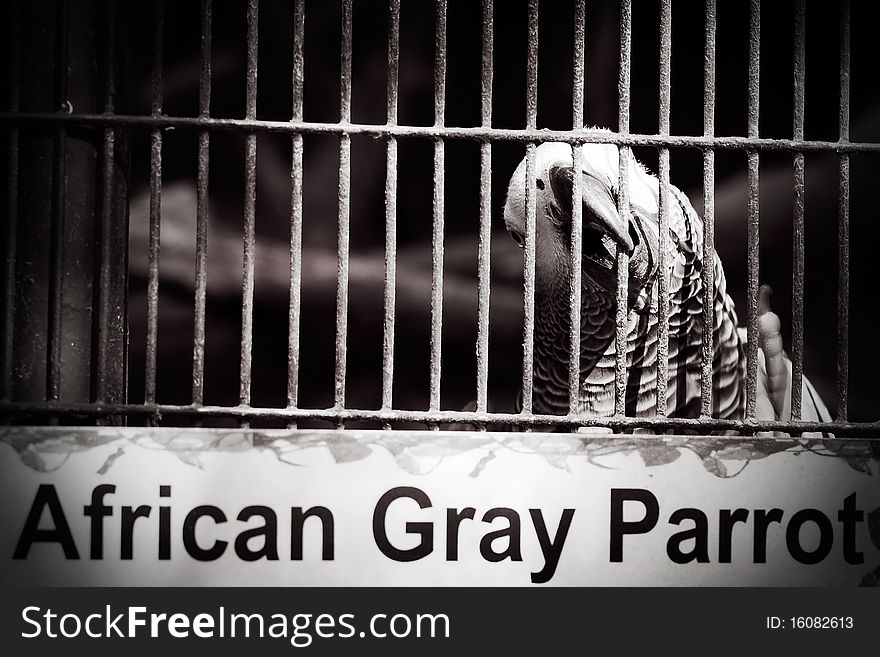 Life sentence for theat gray parrot. Life sentence for theat gray parrot.