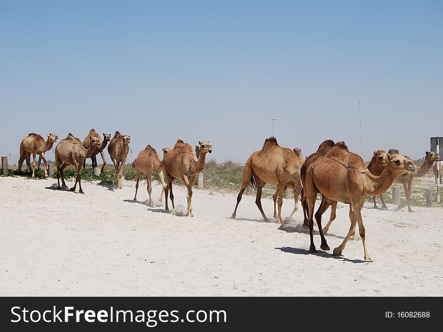 Camels walking on the beach in oman