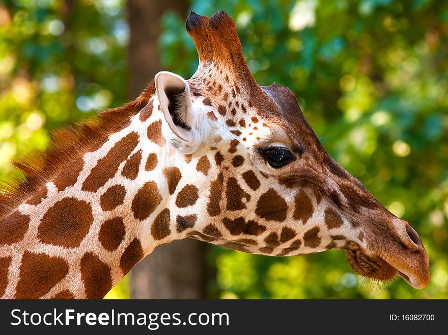 Portrait in Profile of a Giraffe.