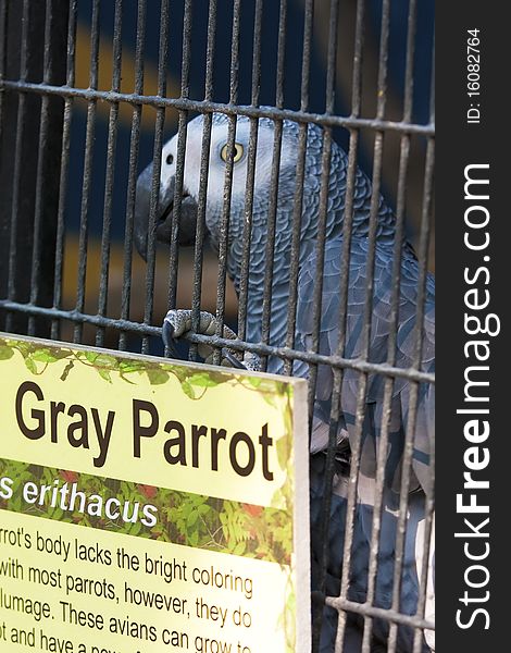Gray parrot found guilt: Life sentence.