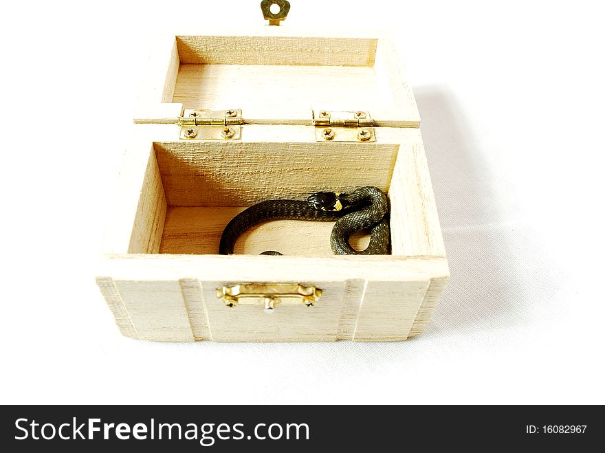 Snake in a wooden chest, white background.