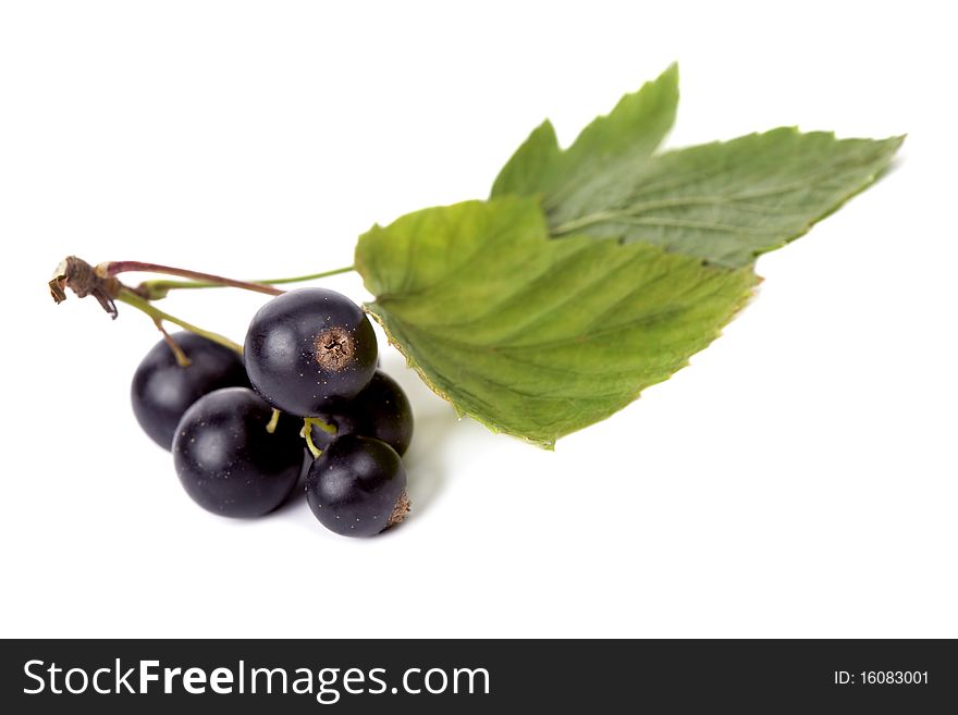 Black Currant Isolated