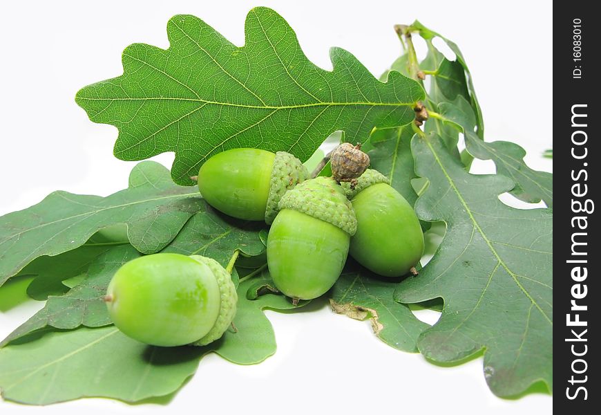 Branch of oak tree leaves and nuts isolated on white background