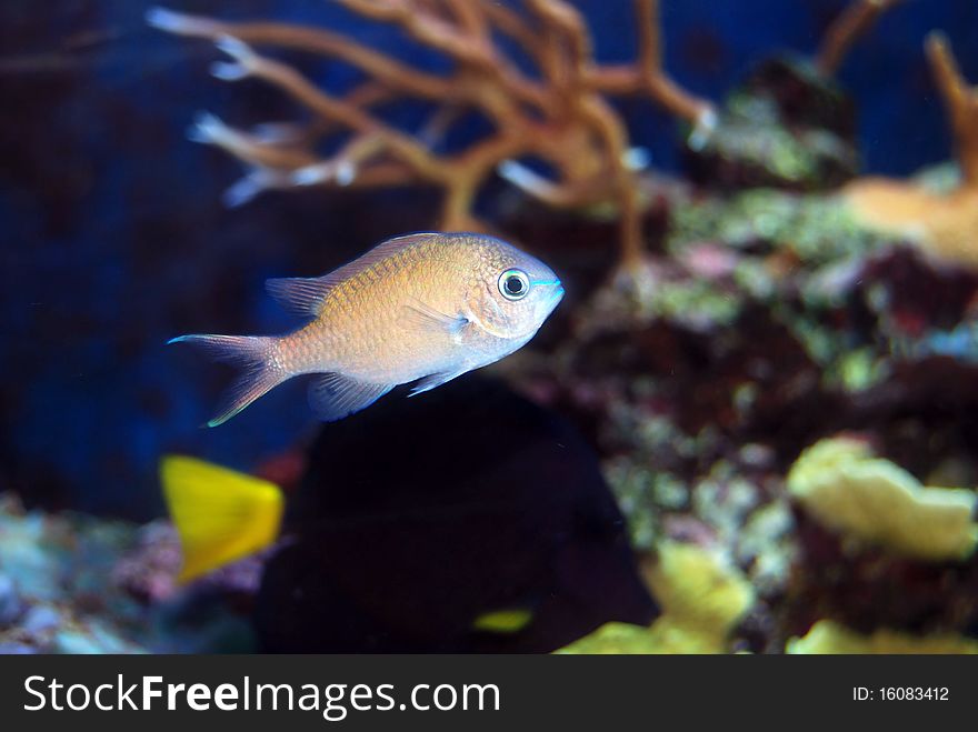 Chromis fish and marine aquarium