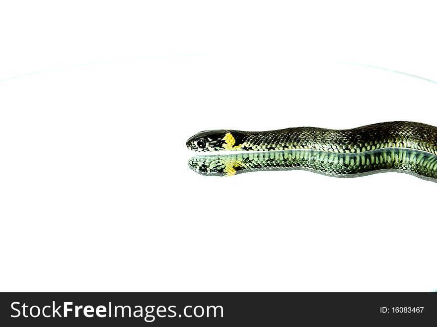 snake grass close to the mirror with the reflection of a white background,. snake grass close to the mirror with the reflection of a white background,