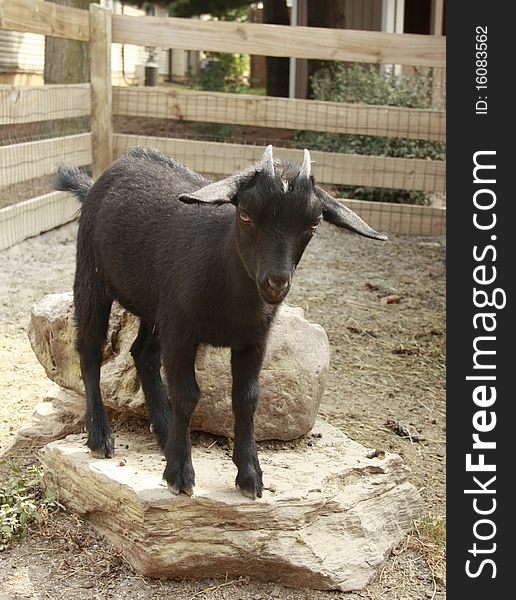 A black baby goat standing on a rock in a pen in a petting zoo. A black baby goat standing on a rock in a pen in a petting zoo.