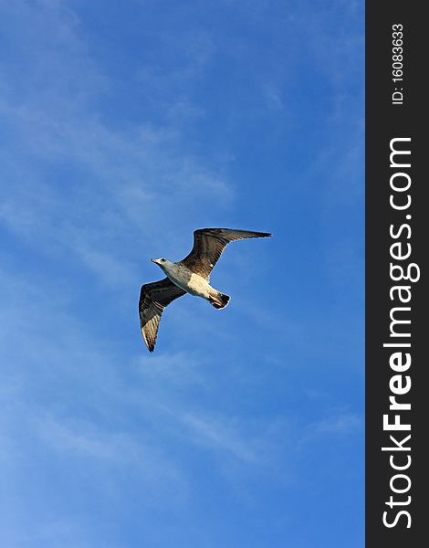 Seagull against the blue sky