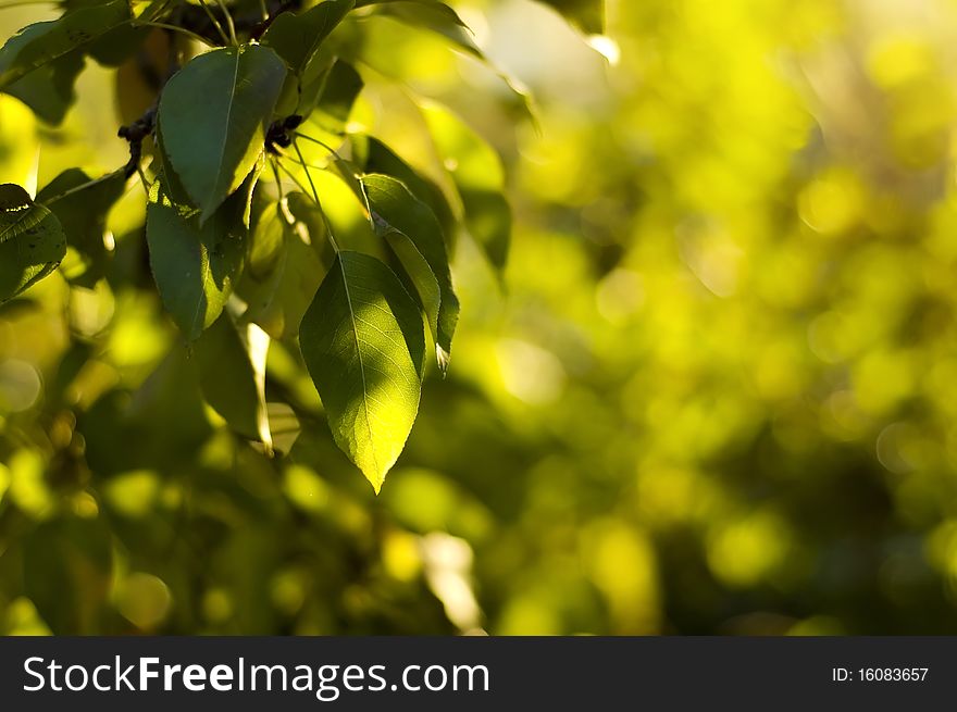 Green pear leaves. shallow focus. Green pear leaves. shallow focus