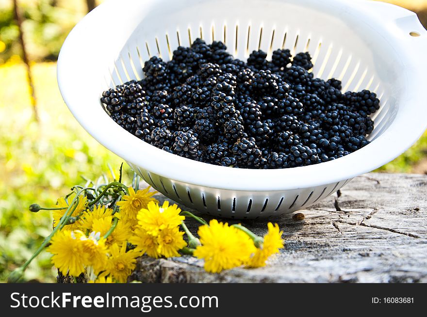 Bowl of fresh picked blackberries