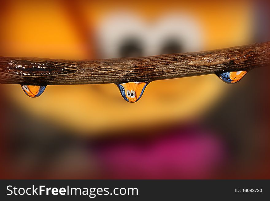 Water droplets hang on a tree branch