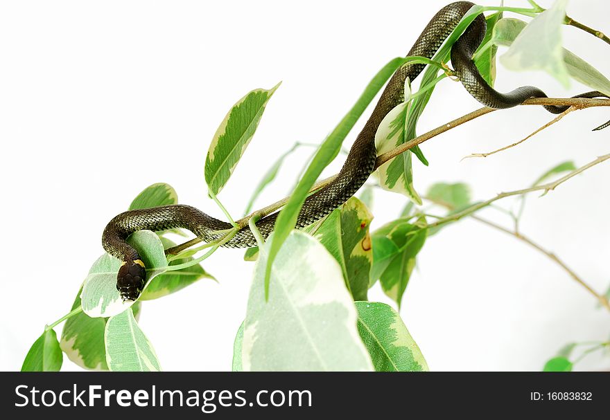 Snake grass close to the tree with green leaves against a white background,. Snake grass close to the tree with green leaves against a white background,