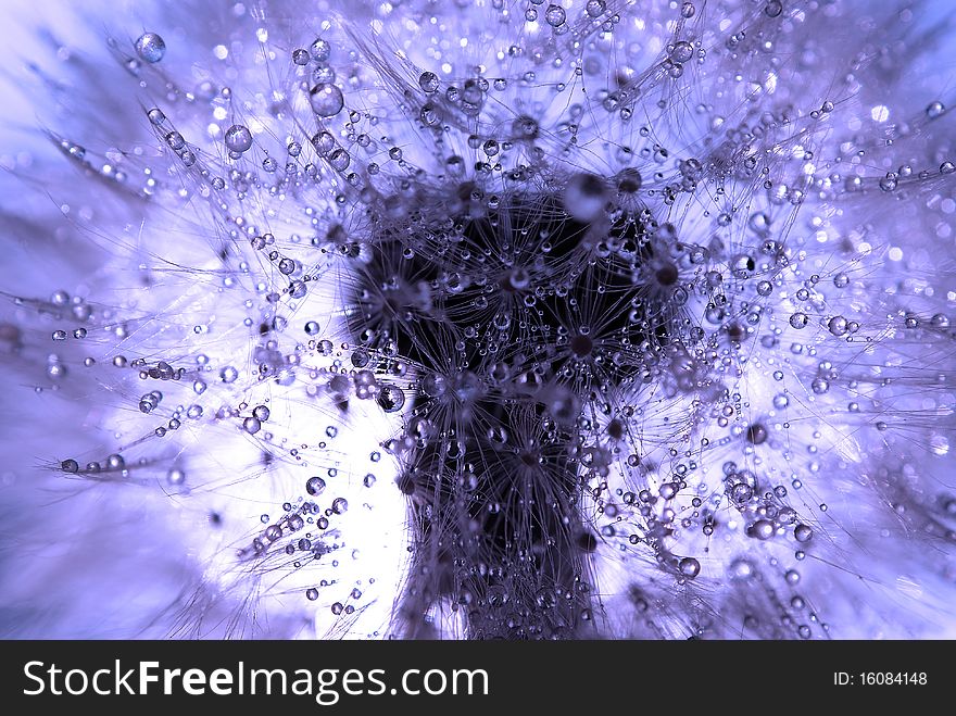 Dandelion all covered with water drops