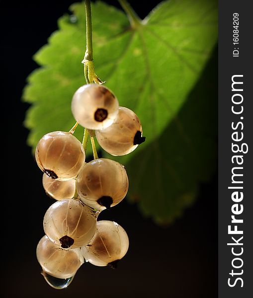 Currant cluster on a branch